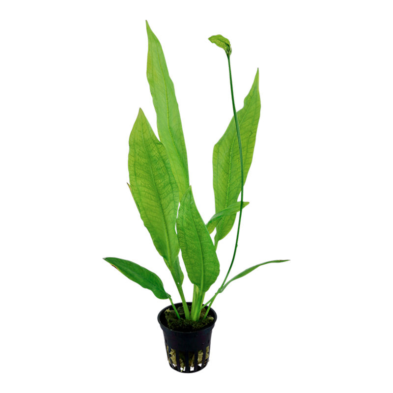 Echinodorus Grisebachii 'Bleheri' Nr.6 potte