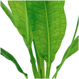 Echinodorus Grisebachii 'Bleheri' Nr.6 potte