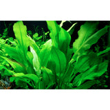 Echinodorus Grisebachii 'Bleheri' Nr.6 potte