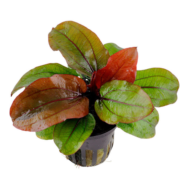 Echinodorus 'Reni' Nr.8 ca. 15-40 cm - Maxi Zoo Danmark