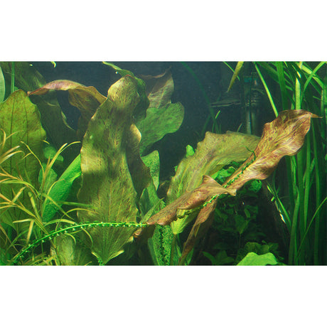 Echinodorus 'Ozelot' Nr.12 ca. 20-50 cm XL potte - Maxi Zoo Danmark