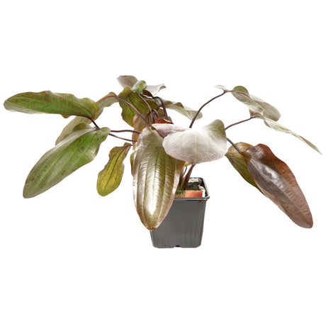 Echinodorus 'Ozelot' Nr.12 ca. 20-50 cm XL potte - Maxi Zoo Danmark
