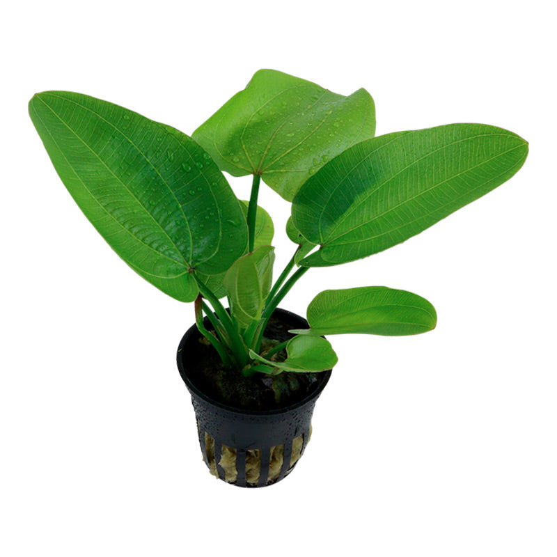 Echinodorus 'Aquartica' Nr.7 ca. 10-20 cm - Maxi Zoo Danmark