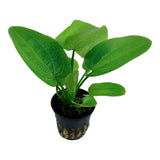 Echinodorus 'Aquartica' Nr.7 ca. 10-20 cm - Maxi Zoo Danmark