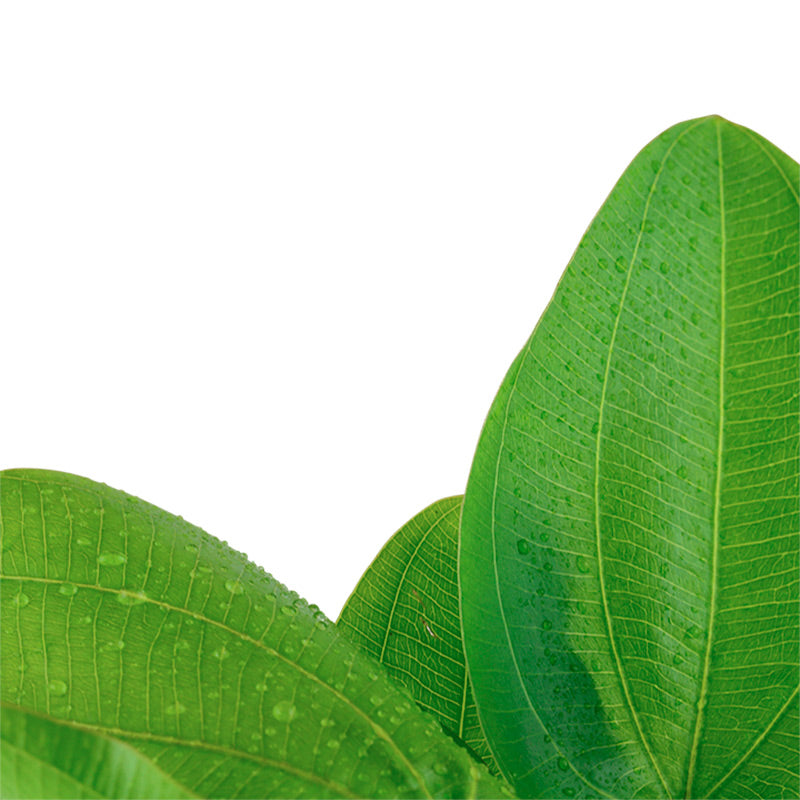 Echinodorus 'Aquartica' Nr.7 ca. 10-20 cm - Maxi Zoo Danmark