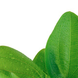 Echinodorus 'Aquartica' Nr.7 ca. 10-20 cm - Maxi Zoo Danmark