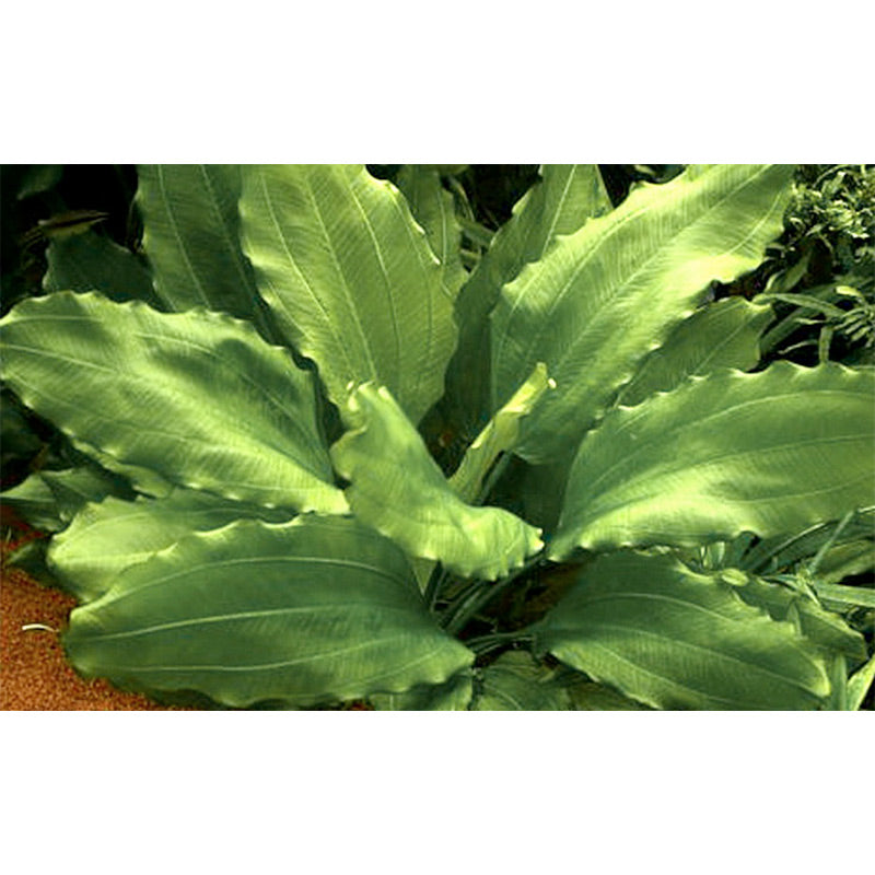 Echinodorus 'Aquartica' Nr.7 ca. 10-20 cm - Maxi Zoo Danmark