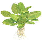 Echinodorus 'Aquartica' Nr.7 ca. 10-20 cm - Maxi Zoo Danmark