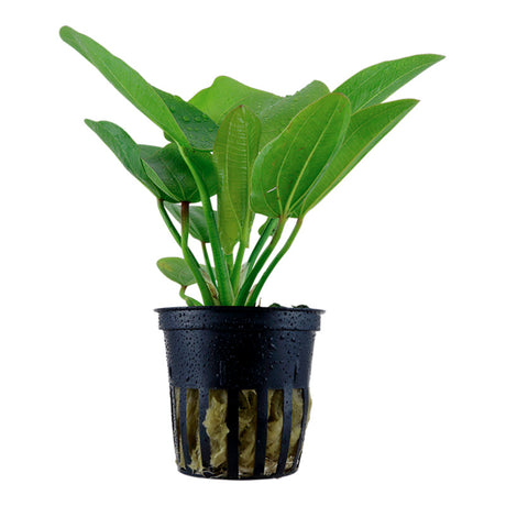Echinodorus 'Aquartica' Nr.7 ca. 10-20 cm - Maxi Zoo Danmark