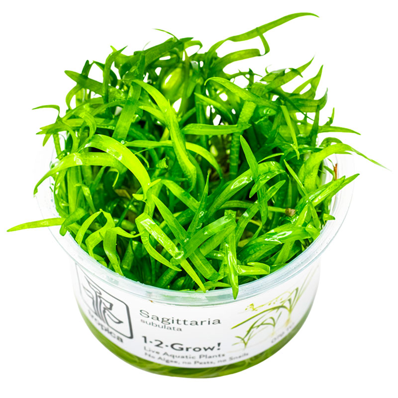 Sagittaria subulata Nr.8 Højde: Ca, 5 - 50 Cm