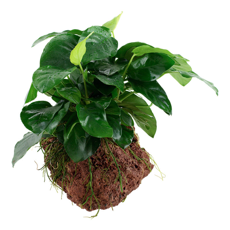 Anubias barteri var. Nana Nr.11 ca. 12-16 cm på lavasten - Maxi Zoo Danmark