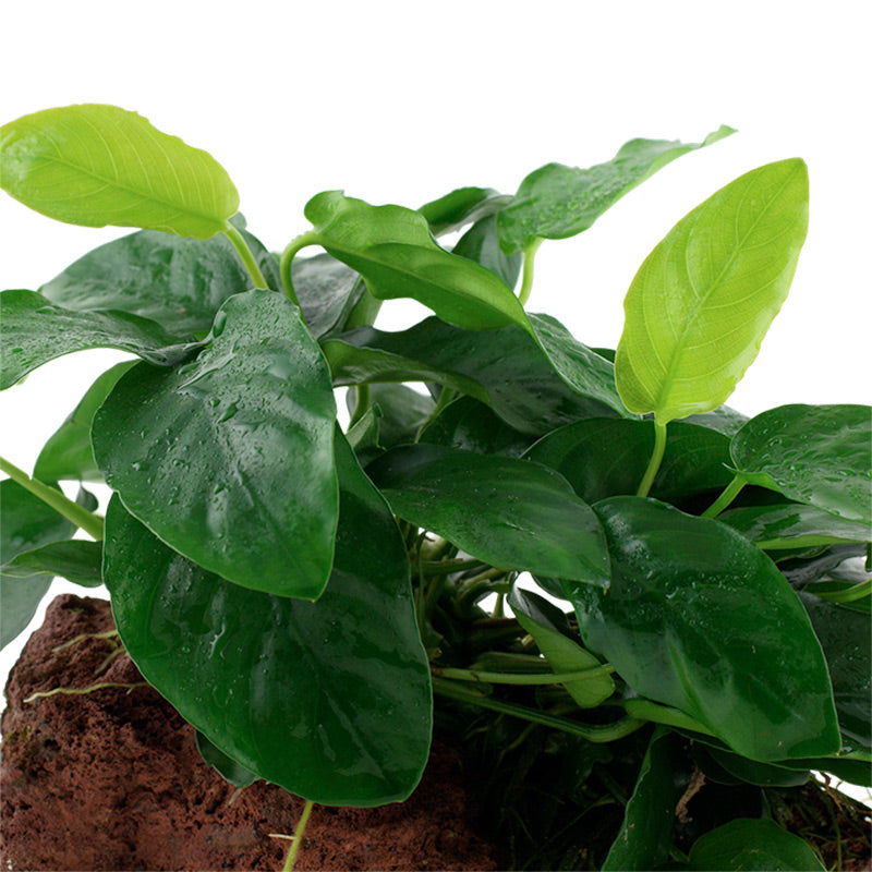 Anubias barteri var. Nana Nr.11 ca. 12-16 cm på lavasten - Maxi Zoo Danmark
