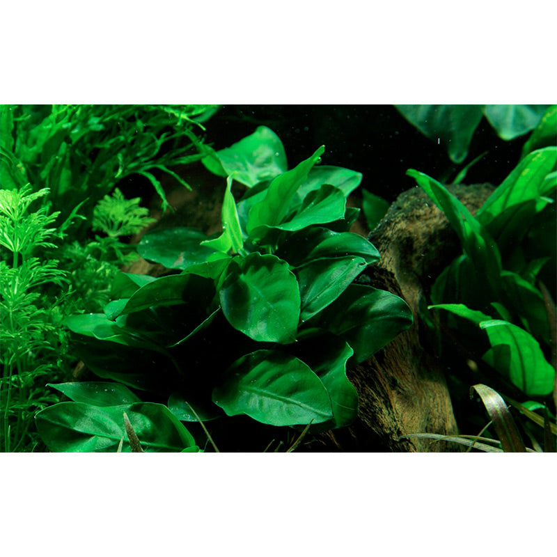 Anubias barteri var. Nana Nr.11 ca. 12-16 cm på lavasten - Maxi Zoo Danmark