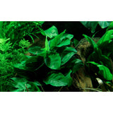 Anubias barteri var. Nana Nr.11 ca. 12-16 cm på lavasten - Maxi Zoo Danmark