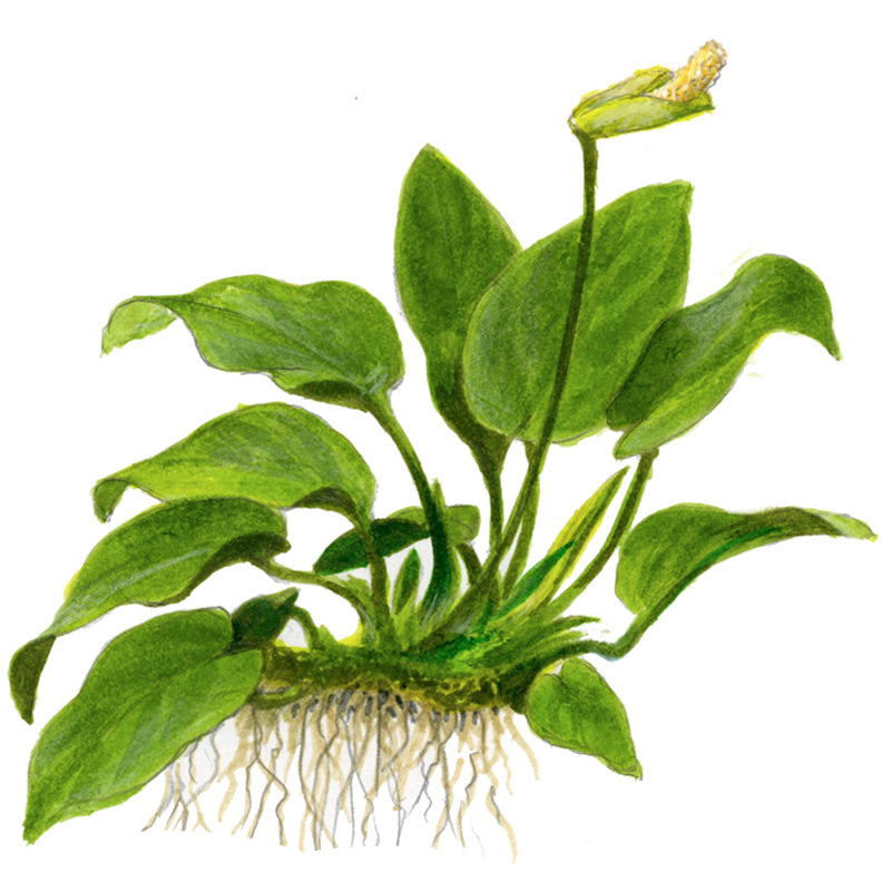 Anubias barteri var. Nana Nr.11 ca. 12-16 cm på lavasten - Maxi Zoo Danmark