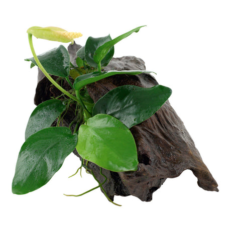 Anubias barteri var. Nana Nr.11 ca. 20-25 cm på rod - Maxi Zoo Danmark