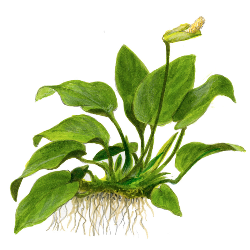 Anubias barteri var. Nana Nr.11 ca. 20-25 cm på rod - Maxi Zoo Danmark