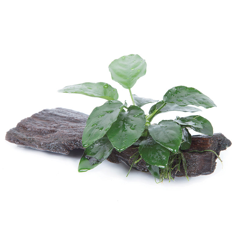 Anubias barteri var. Nana Nr.11 ca. 20-25 cm på rod - Maxi Zoo Danmark