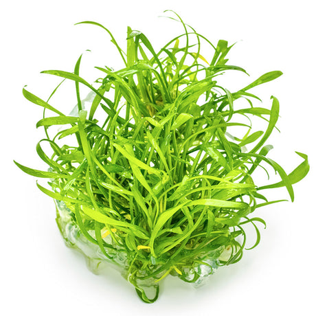 Cryptocoryne parva Nr.8 1-2 Grow! ca. 5-10 cm - Maxi Zoo Danmark