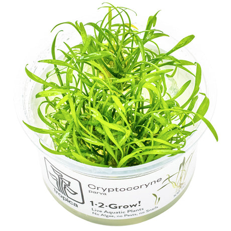 Cryptocoryne parva Nr.8 1-2 Grow! ca. 5-10 cm - Maxi Zoo Danmark