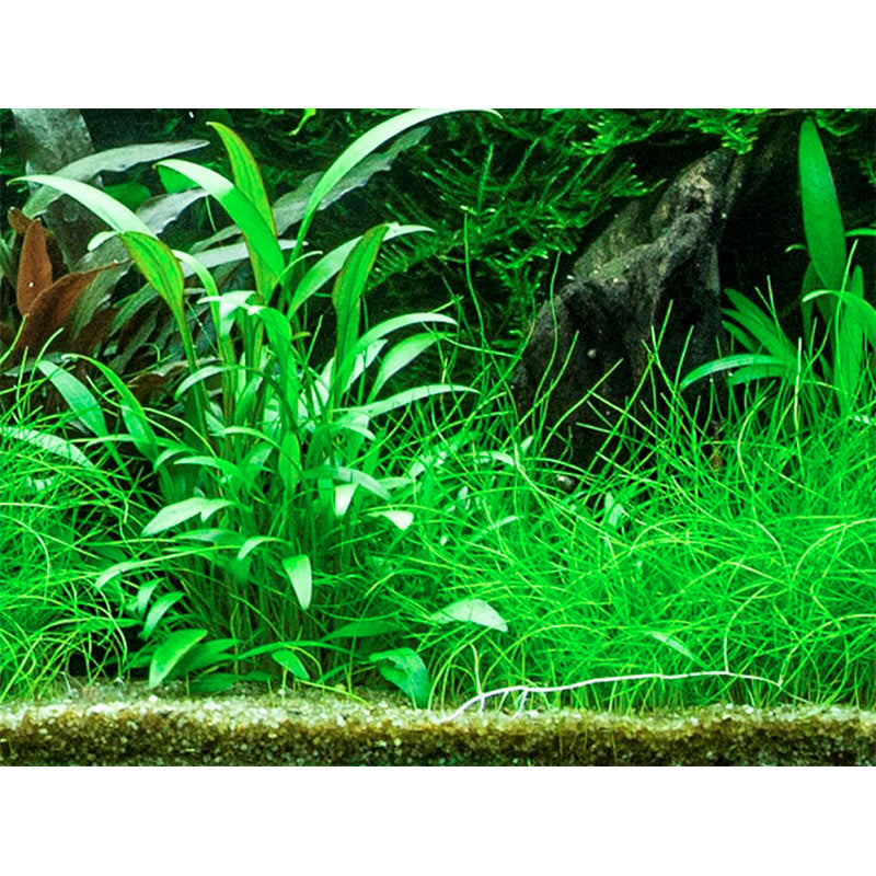Cryptocoryne x willisii Nr.7 ca. 7-20 cm - Maxi Zoo Danmark
