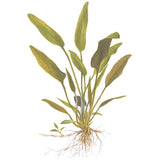 Cryptocoryne x willisii Nr.7 ca. 7-20 cm - Maxi Zoo Danmark
