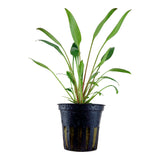 Cryptocoryne x willisii Nr.7 ca. 7-20 cm - Maxi Zoo Danmark
