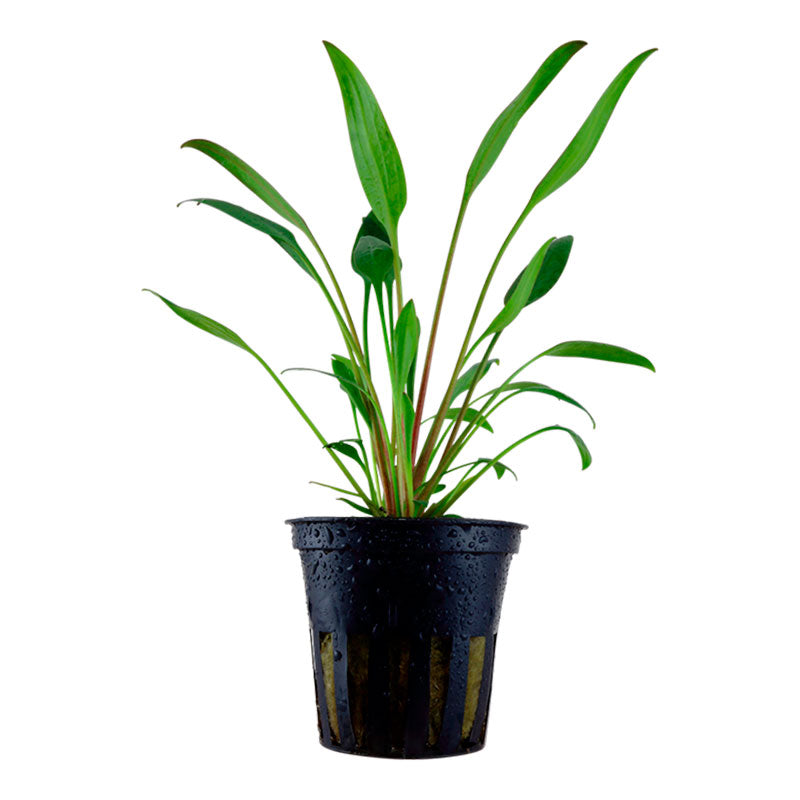 Cryptocoryne x willisii Nr.8 ca. 7-20 cm