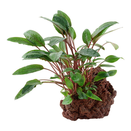 Cryptocoryne beckettii 'Petchii' Nr.10 ca. 8-10 cm på lavasten - Maxi Zoo Danmark