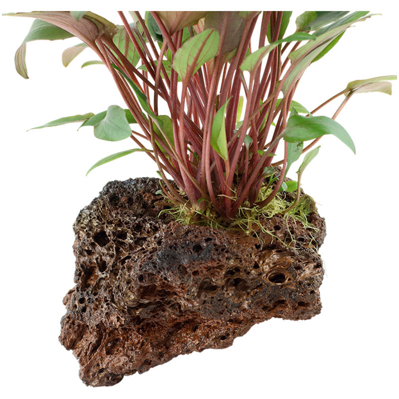 Cryptocoryne beckettii 'Petchii' Nr.10 ca. 8-10 cm på lavasten - Maxi Zoo Danmark