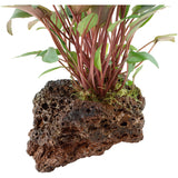 Cryptocoryne beckettii 'Petchii' Nr.10 ca. 8-10 cm på lavasten - Maxi Zoo Danmark