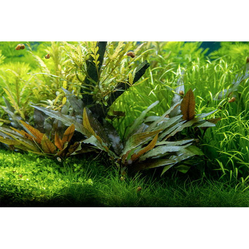 Cryptocoryne beckettii 'Petchii' Nr.10 ca. 8-10 cm på lavasten - Maxi Zoo Danmark