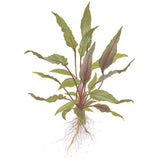 Cryptocoryne beckettii 'Petchii' Nr.10 ca. 8-10 cm på lavasten - Maxi Zoo Danmark