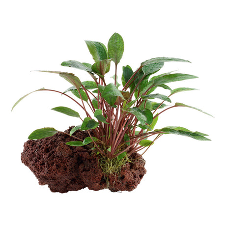 Cryptocoryne beckettii 'Petchii' Nr.10 ca. 8-10 cm på lavasten - Maxi Zoo Danmark