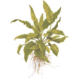 Cryptocoryne wendtii 'Green' Nr.7 ca. 5-10 cm potte