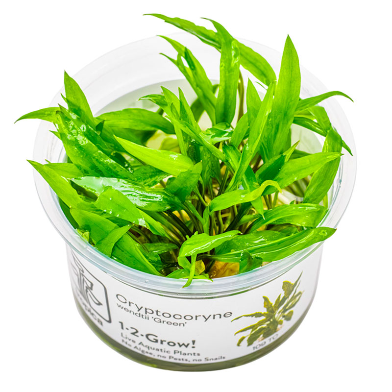 Cryptocoryne wendtii 'Green' Nr.8 1-2-Grow!