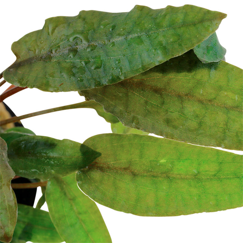 Cryptocoryne wendtii 'Tropica' Nr.7 potte - Maxi Zoo Danmark