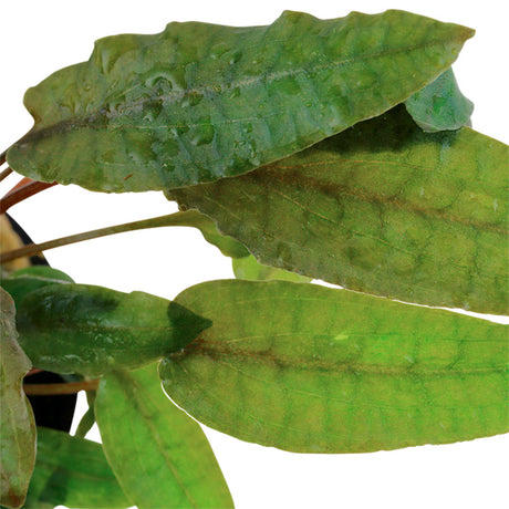 Cryptocoryne wendtii 'Tropica' Nr.7 potte - Maxi Zoo Danmark