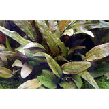 Cryptocoryne wendtii 'Tropica' Nr.7 potte - Maxi Zoo Danmark