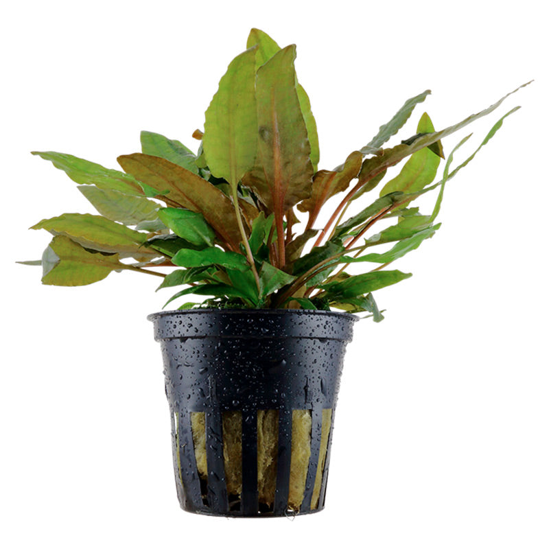 Cryptocoryne wendtii 'Tropica' Nr.7 potte - Maxi Zoo Danmark