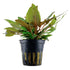 Cryptocoryne wendtii 'Tropica' Nr.7 potte - Maxi Zoo Danmark
