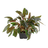 Cryptocoryne wendtii 'Tropica' Nr.11 ca. 10-15 cm XL potte - Maxi Zoo Danmark