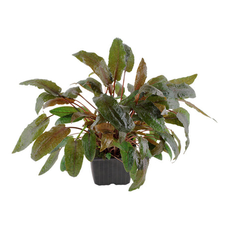 Cryptocoryne wendtii 'Tropica' Nr.11 ca. 10-15 cm XL potte - Maxi Zoo Danmark