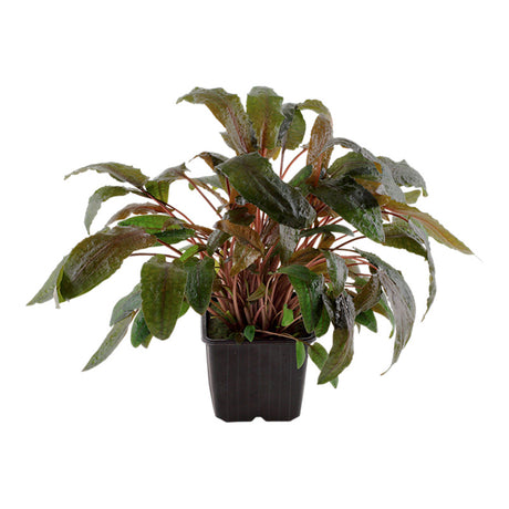 Cryptocoryne wendtii 'Tropica' Nr.11 ca. 10-15 cm XL potte - Maxi Zoo Danmark