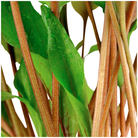 Cryptocoryne undulata 'Broad Leaf' Nr.7 ca. 15-25 cm - Maxi Zoo Danmark