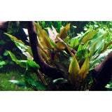 Cryptocoryne undulata 'Broad Leaf' Nr.7 ca. 15-25 cm - Maxi Zoo Danmark