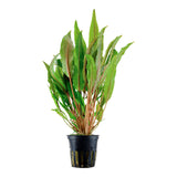 Cryptocoryne undulata 'Broad Leaf' Nr.7 ca. 15-25 cm - Maxi Zoo Danmark