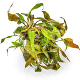 Cryptocoryne undulata 'Broad Leaf' Nr.8 1-2-Grow! ca. 15-30 cm - Maxi Zoo Danmark