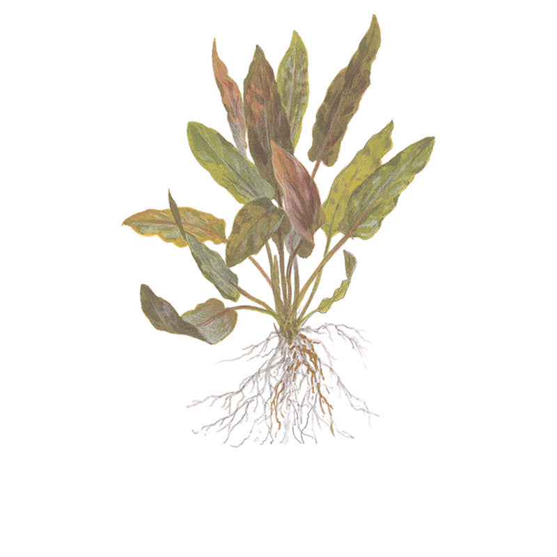 Cryptocoryne undulata 'Broad Leaf' Nr.8 1-2-Grow! ca. 15-30 cm - Maxi Zoo Danmark