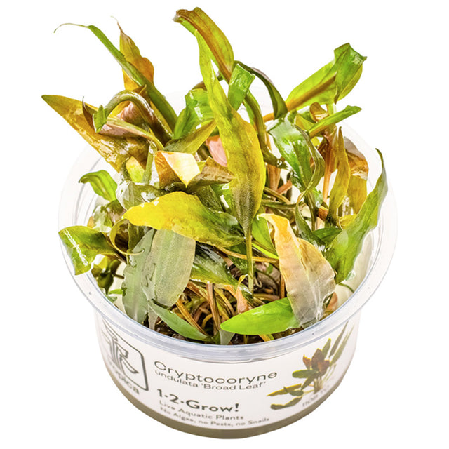 Cryptocoryne undulata 'Broad Leaf' Nr.8 1-2-Grow! ca. 15-30 cm - Maxi Zoo Danmark